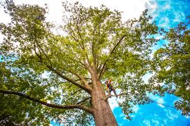Reliable Judson, SC Tree Services Solutions